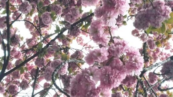 Kirschblüten blühender Kirschbaum