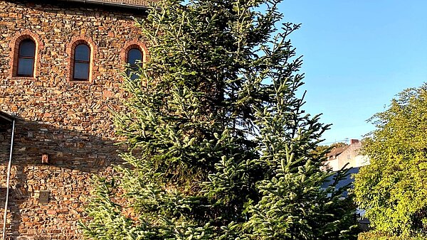 Tannenbaum vor der Barbarakirche